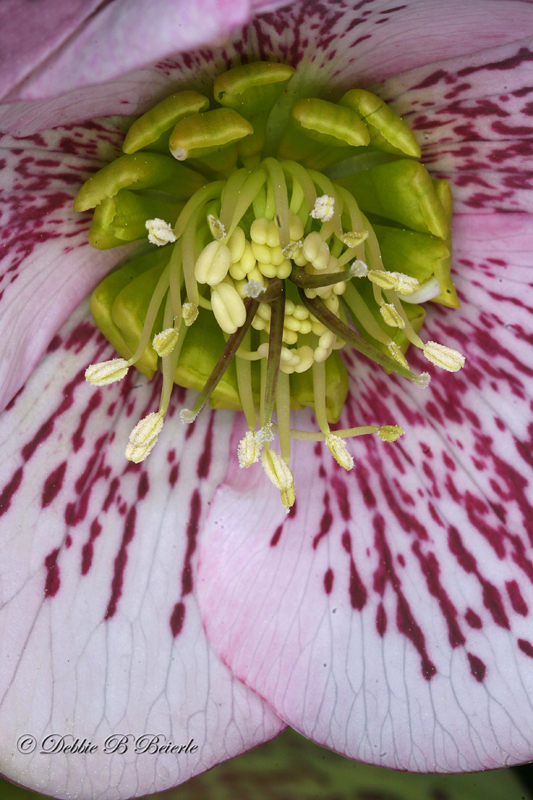 Hellebore