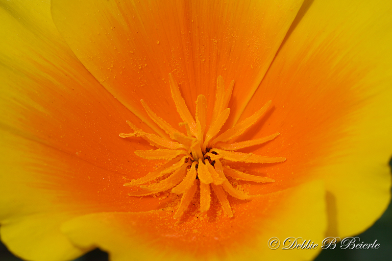 California Poppy