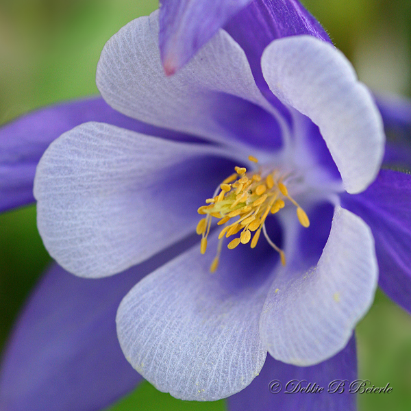 Columbine