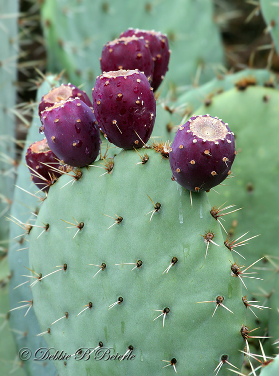 Prickly Pear