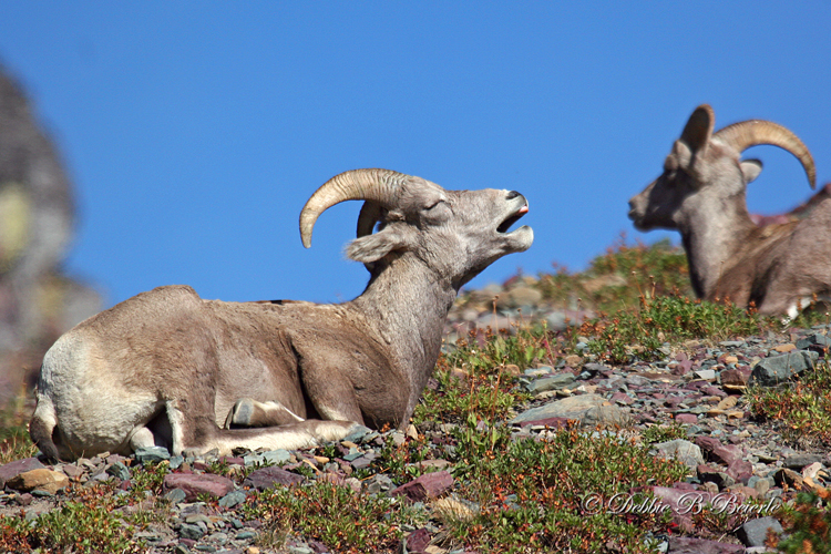 Big Horn Sheep 01