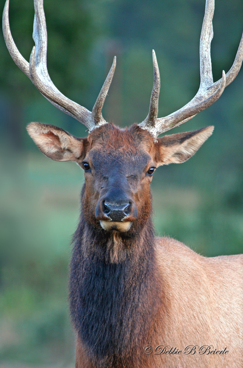 Roosevelt Elk 02