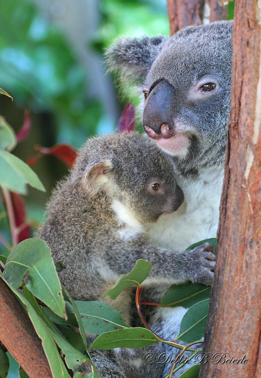 Koala and baby