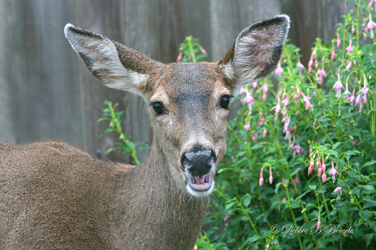 Im sorry! Your flowers just taste so good!!