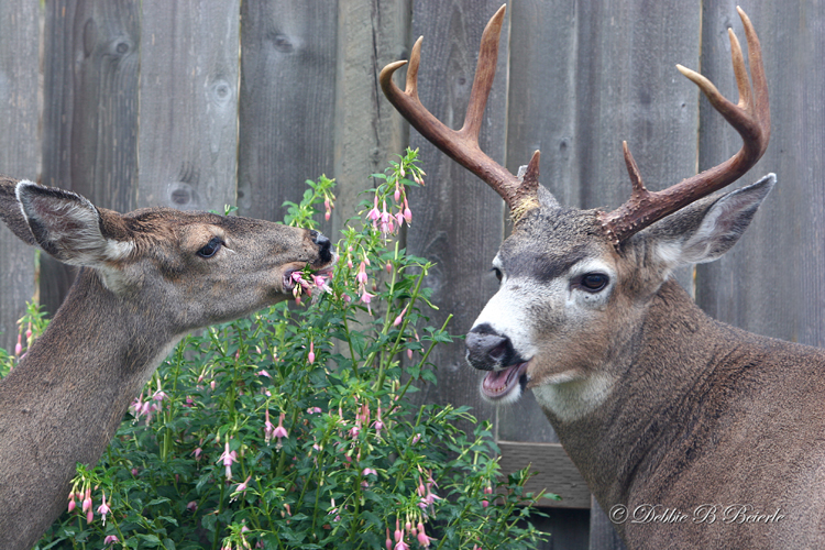 Ha ha ha!  Lady, you dont scare us! We know you like us!