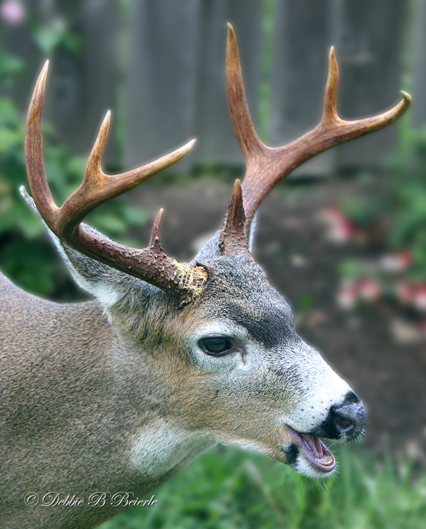 Blacktail Deer 02
