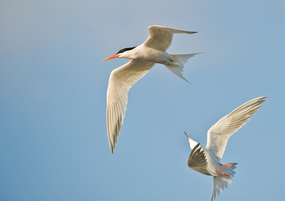 elegant terns