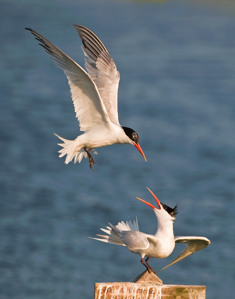 elegant terns