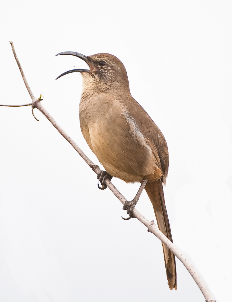 california thrasher