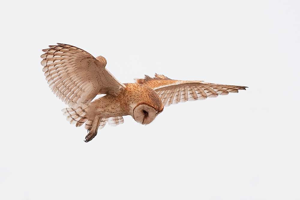 barnowl3.jpg