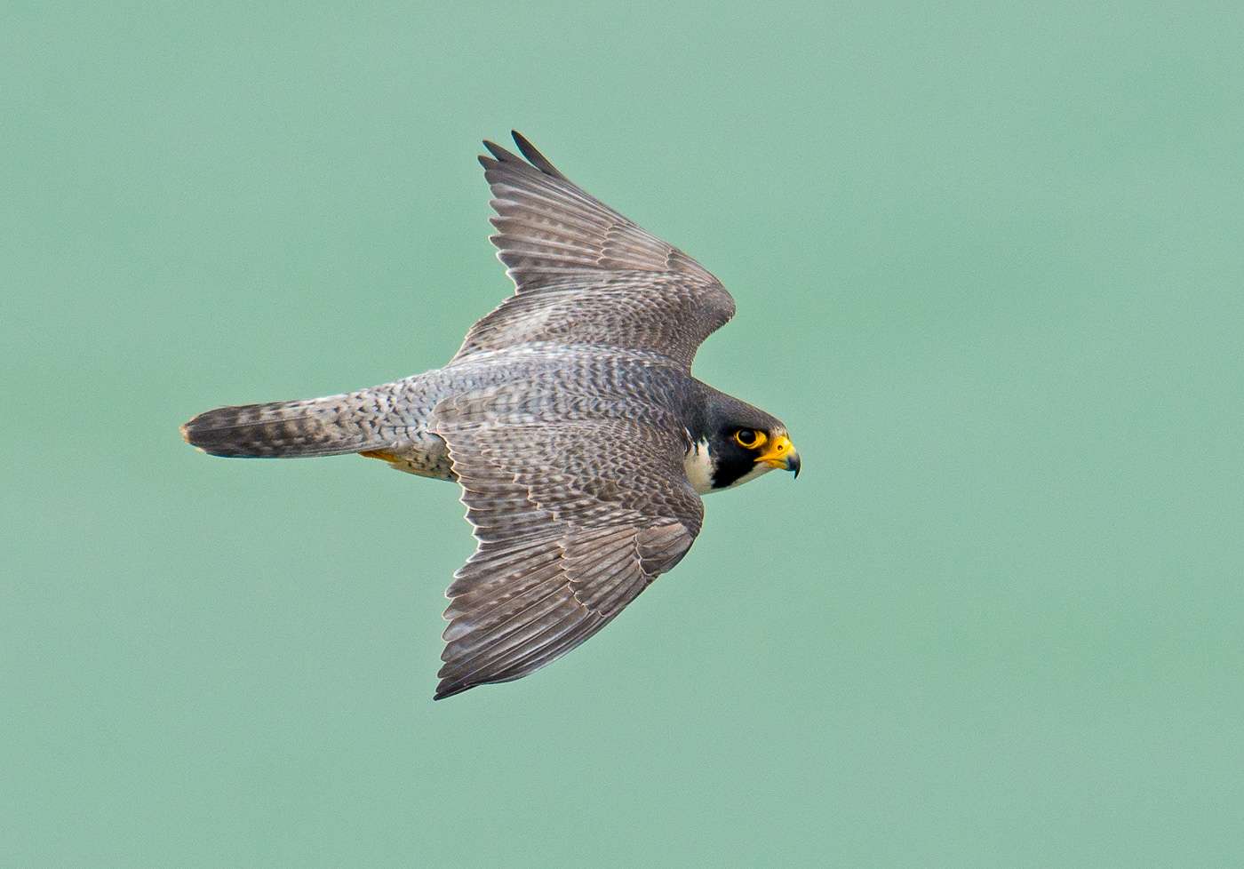 peregrine adult