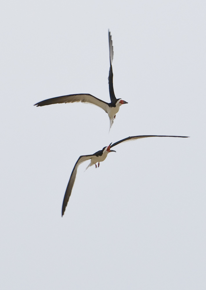 black skimmer