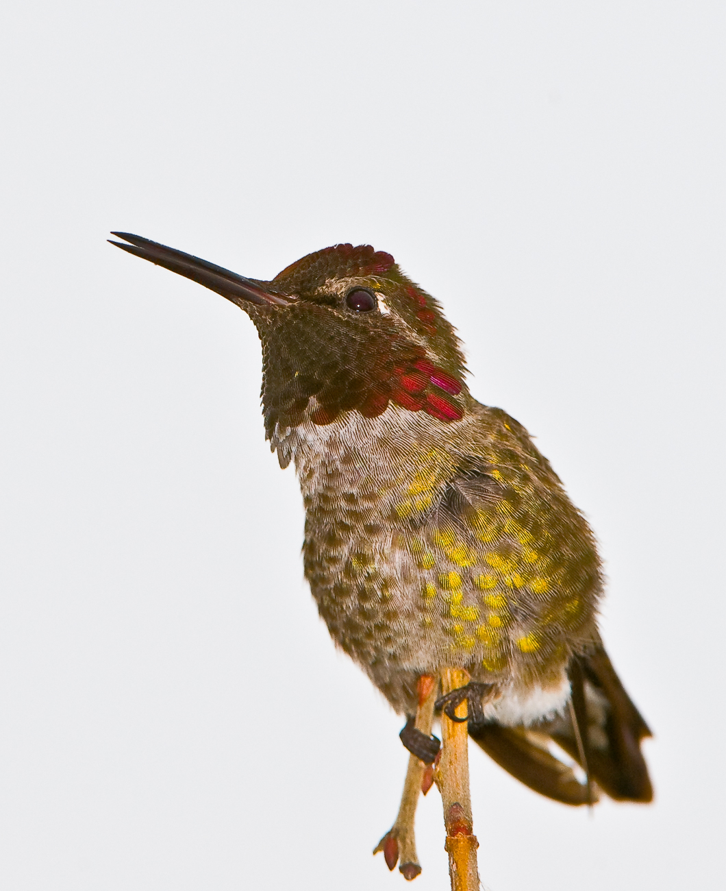hummerflash.jpg