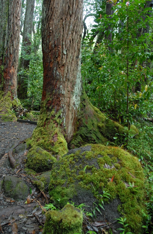 Tropical rainforest  DSC_0086.JPG