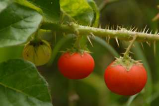 ¤ûX¤lPoisonous Tomato (Solanum)DSC_11950001.JPG