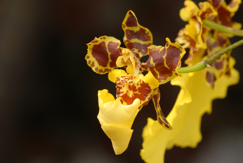 Oncidium Orchid DSC_0146.JPG