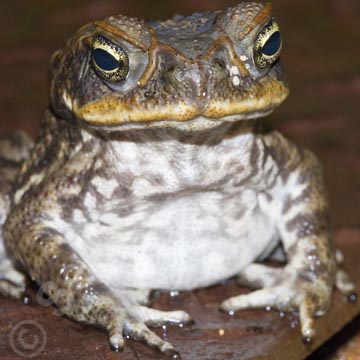Hawaii Frog.jpg