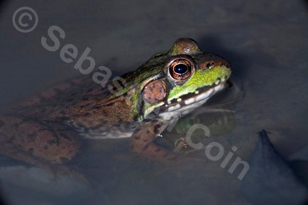 Quebec Frog.jpg