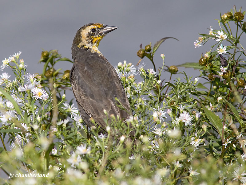 carouge a tete jaune / yellow-headed blackbird