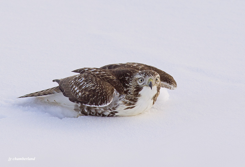 buse a queue rousse / red-tailed hawk