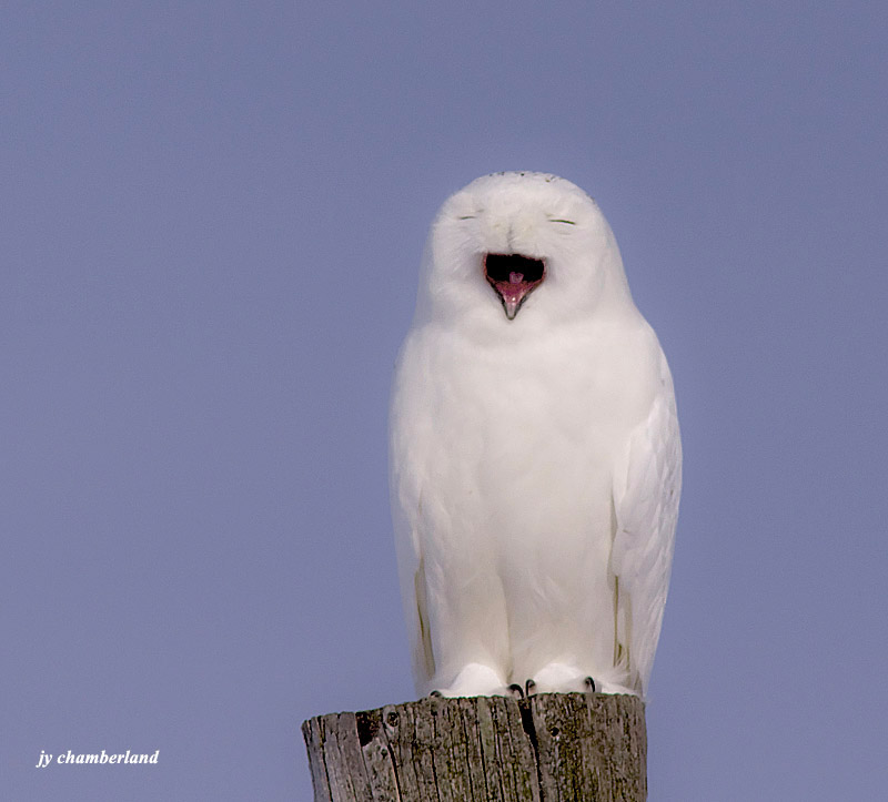 harfang des neiges / snow owl