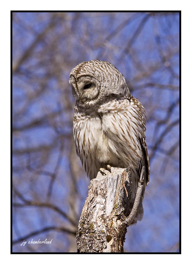 chouette raye / barred owl