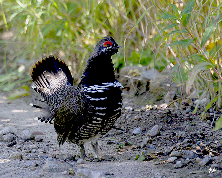 ttras du canada-spruce grouse.014.