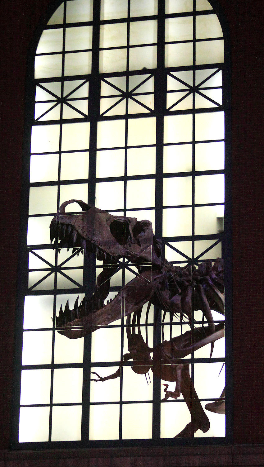 T-Rex in the Window