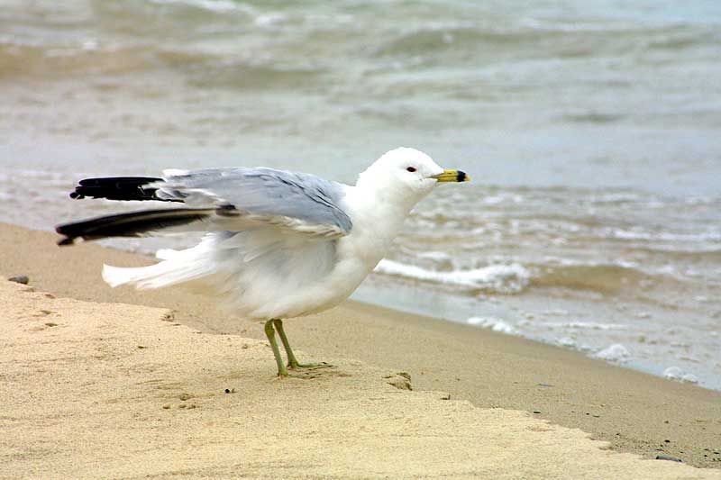 Gull in the winter wind