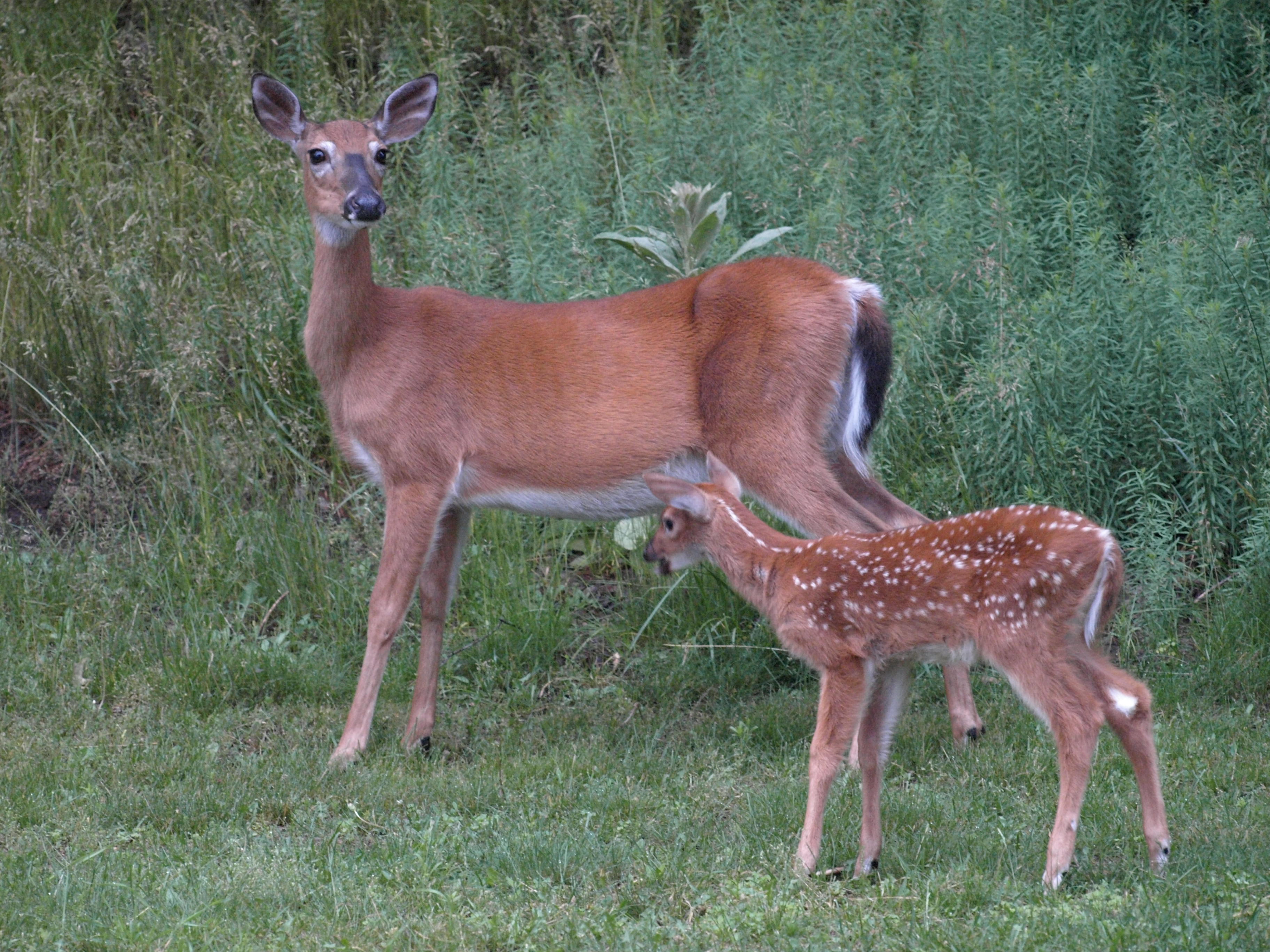 An Early morning Encounter