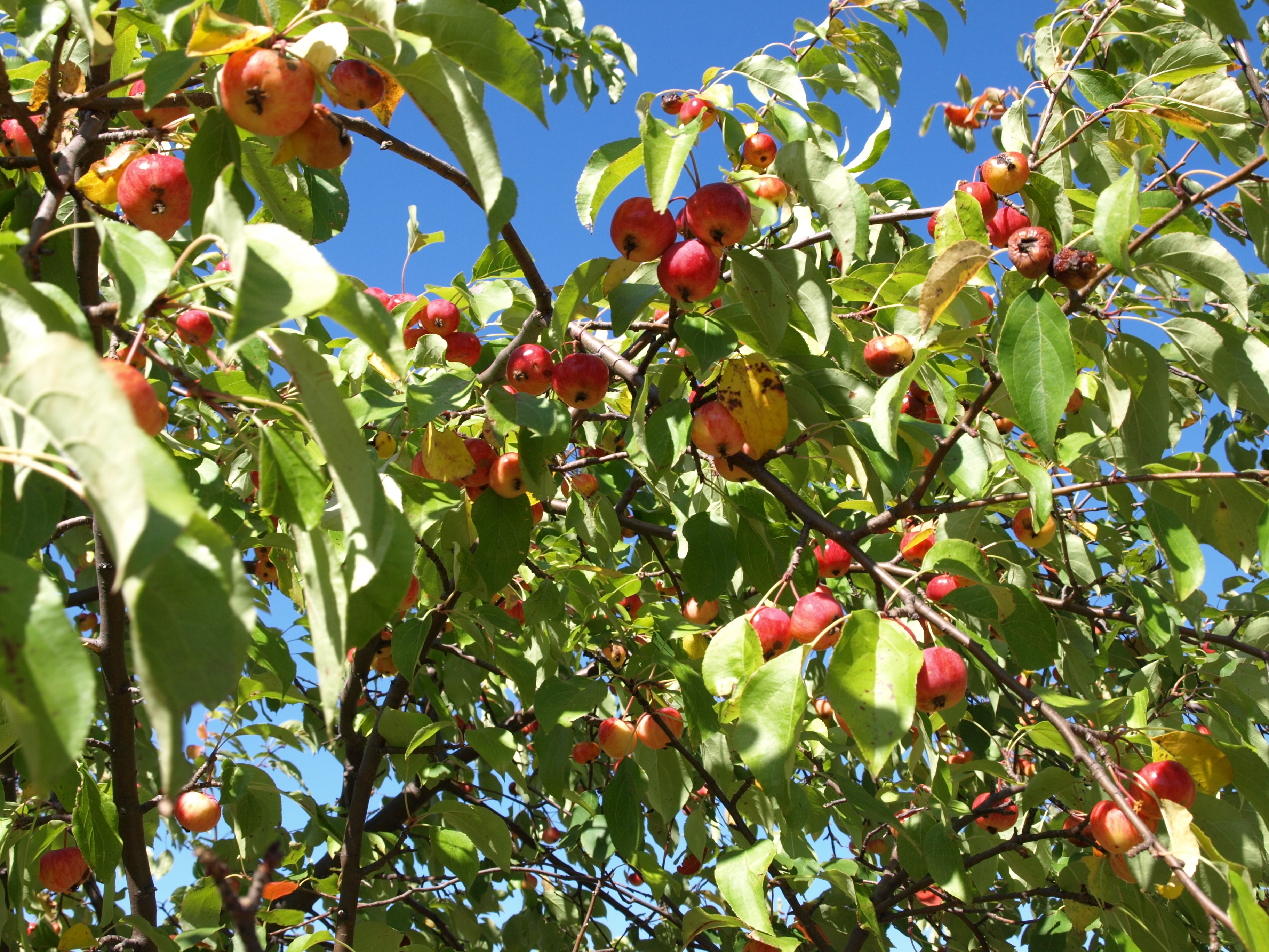 Ready For Picking