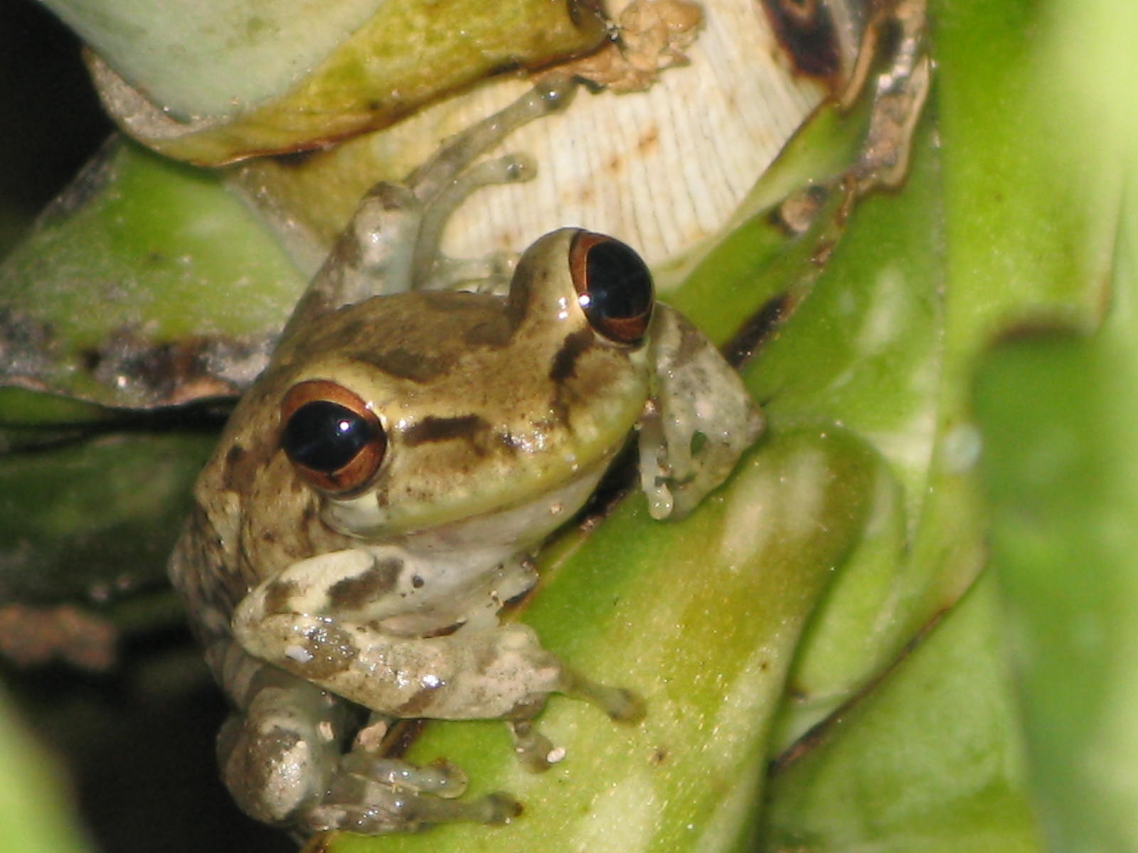 Cuban Treefrog