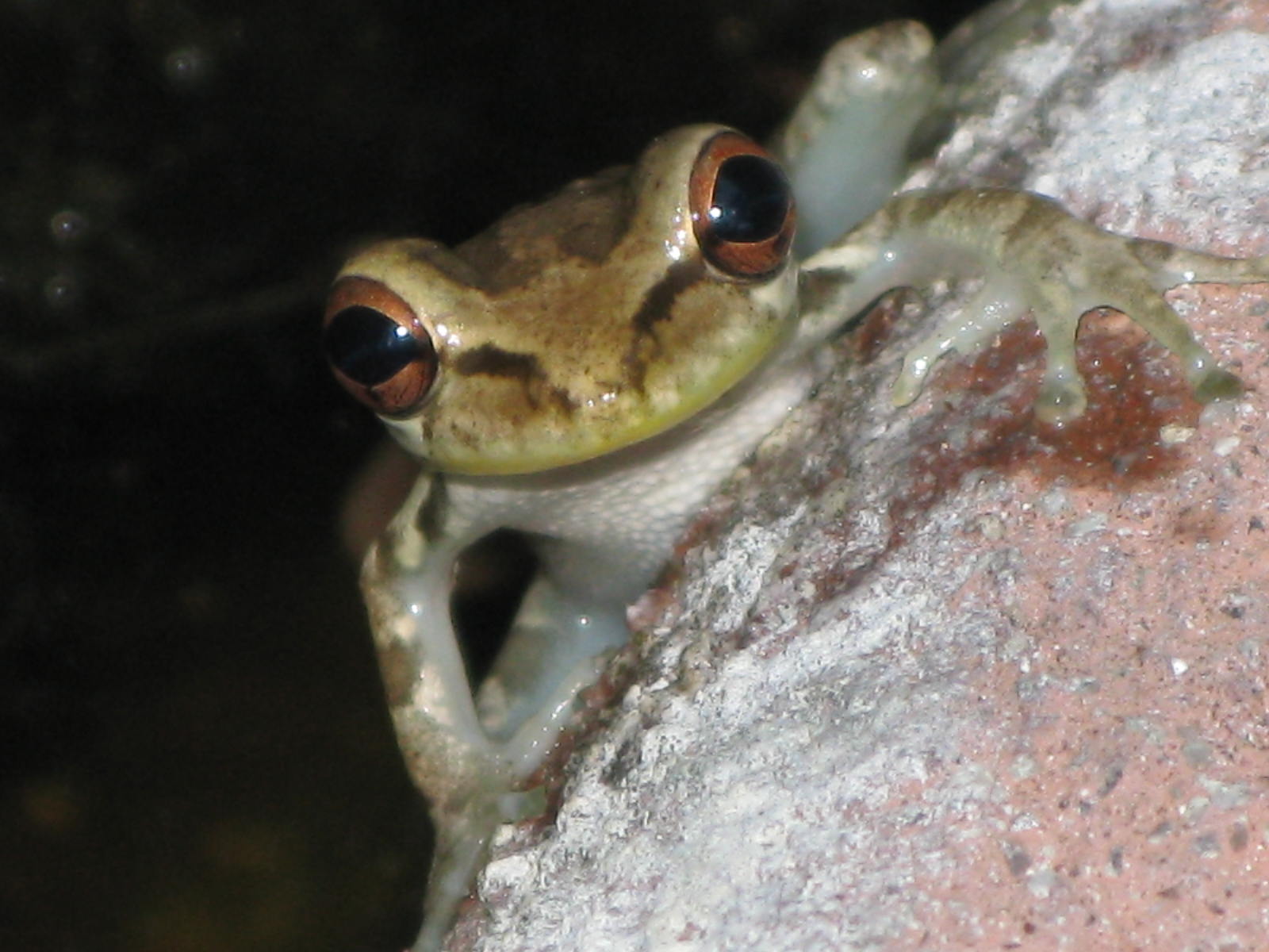 Cuban Treefrog