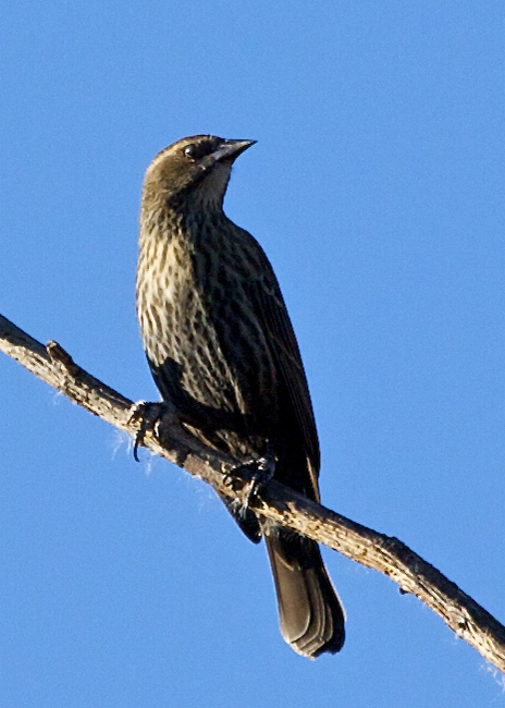 Red-winged Blackbird -female