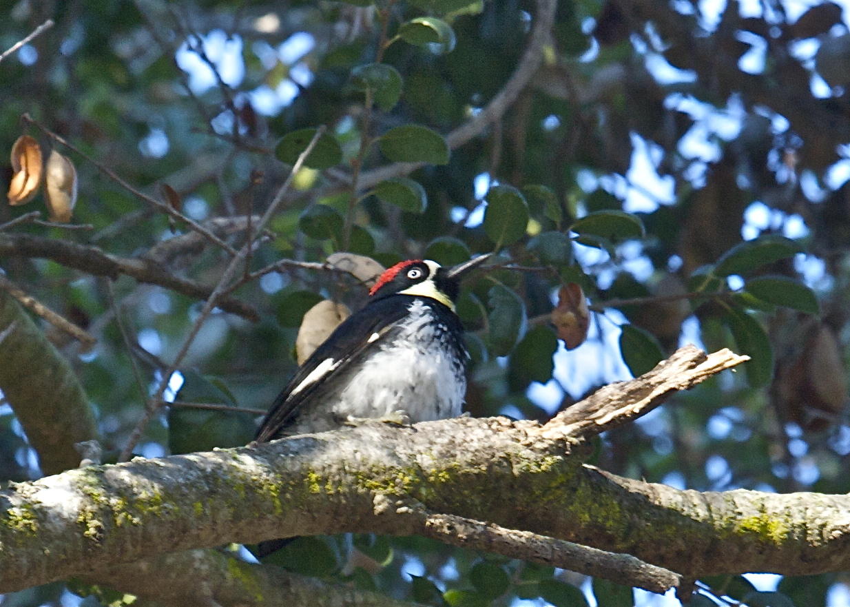 Acorn Woodpecker