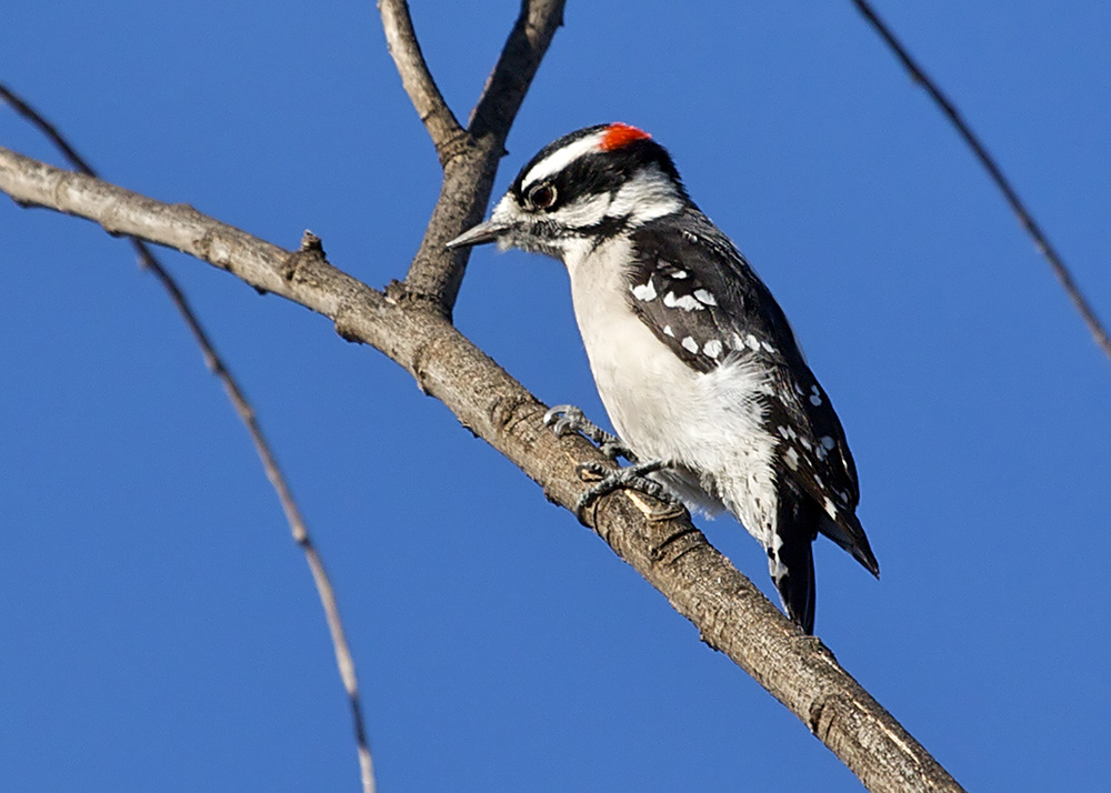 Nuttalls Woodpecker