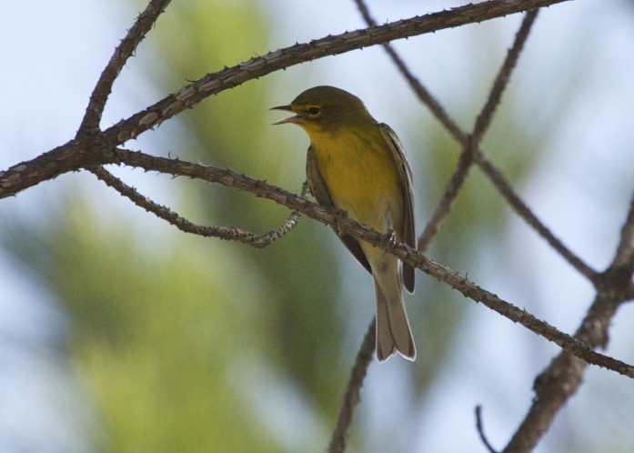 Pine Warbler
