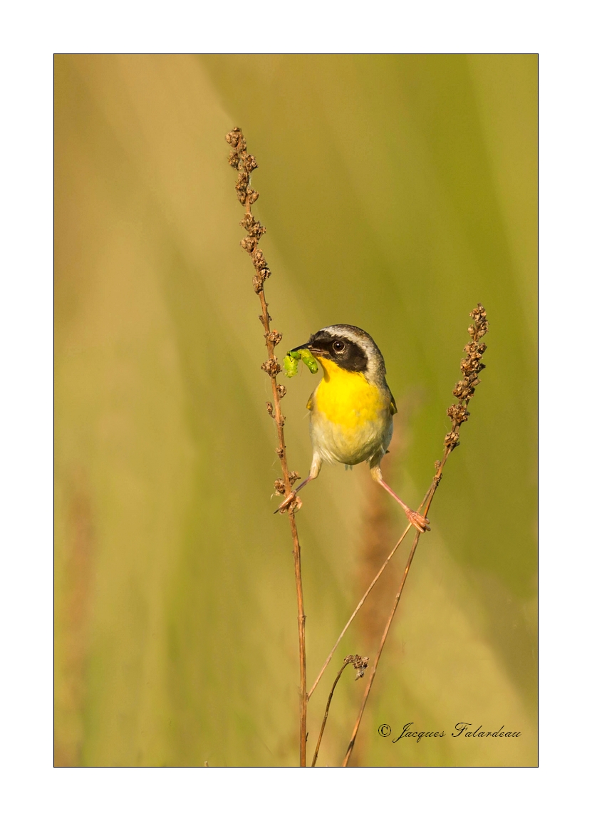 Paruline masque / Common Yellowthroat