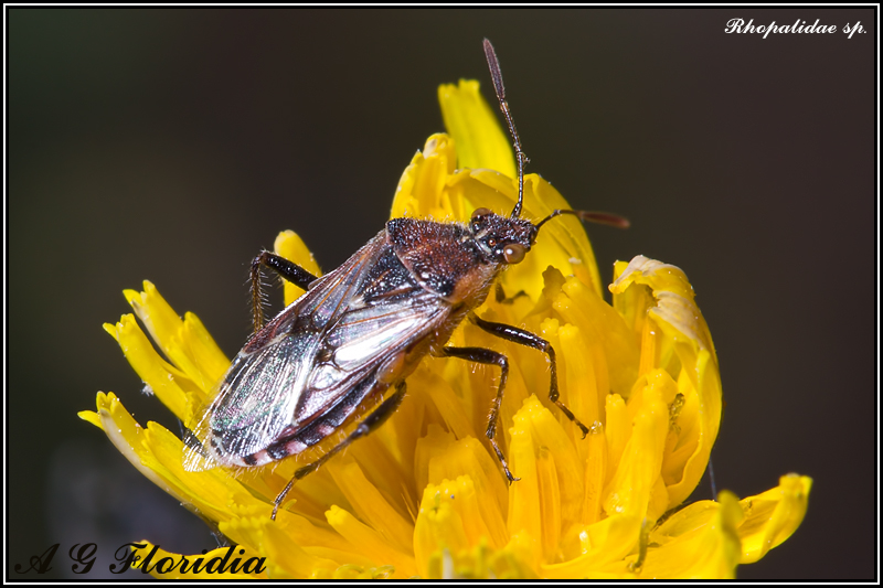 Rhopalidae sp.