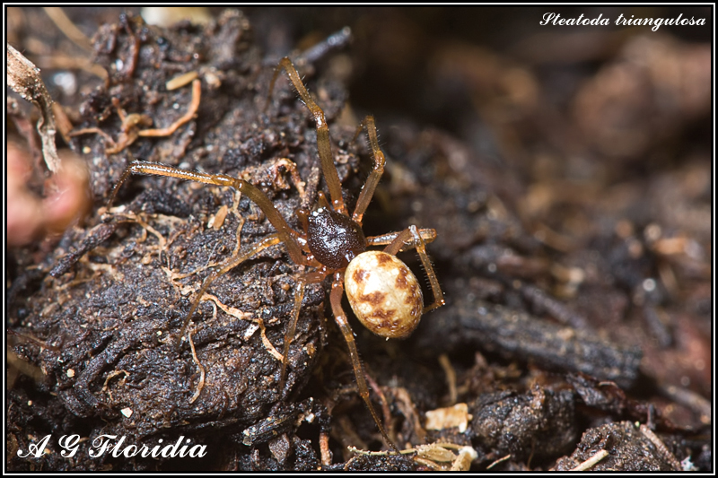 Steatoda triangulosa