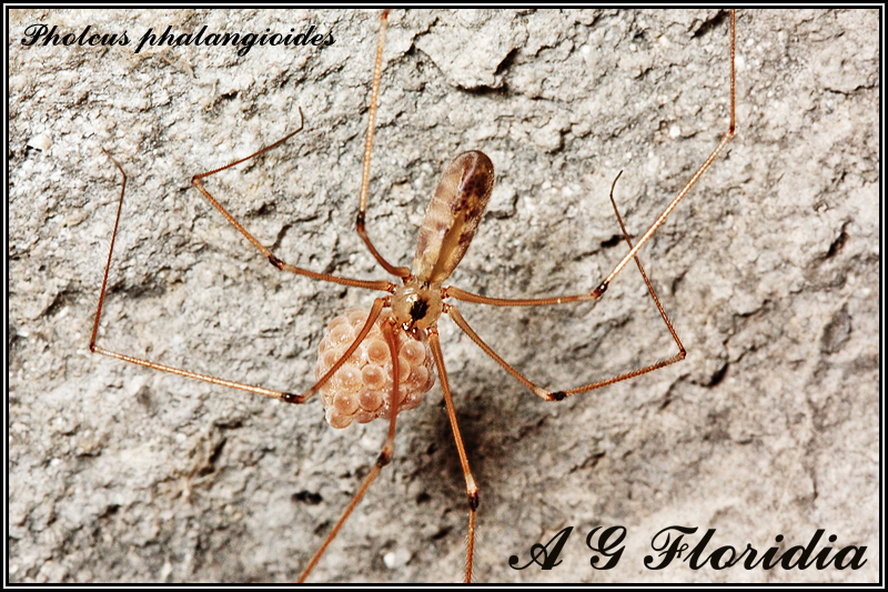 Pholcus phalangioides - with egg sacs