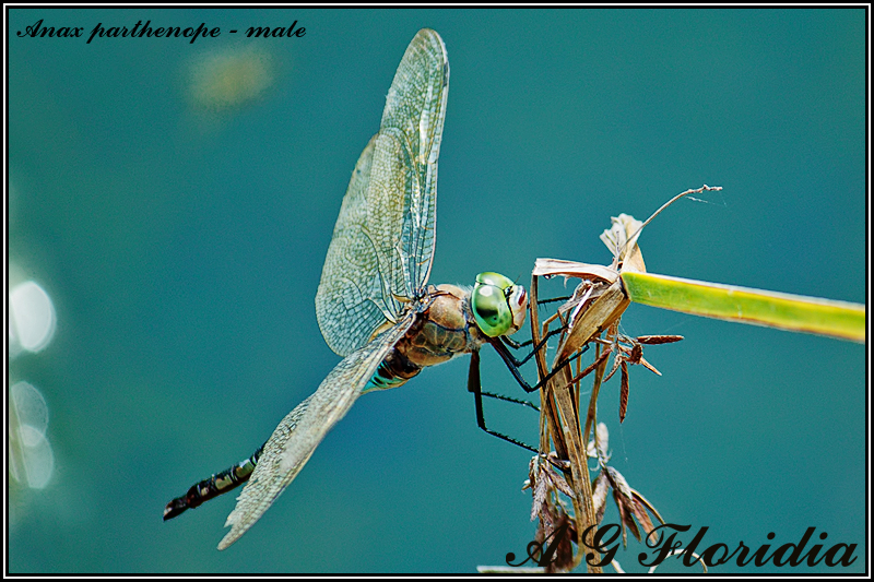 Anax parthenope - male