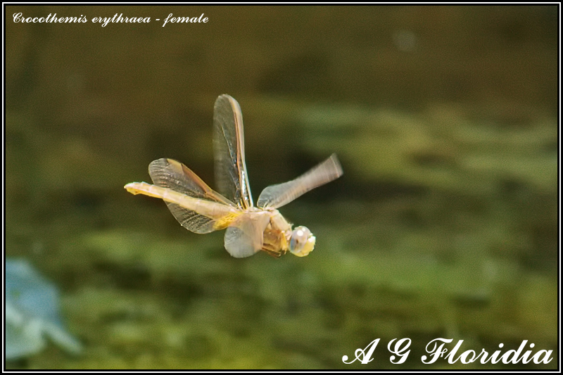Crocothemis erythraea - female