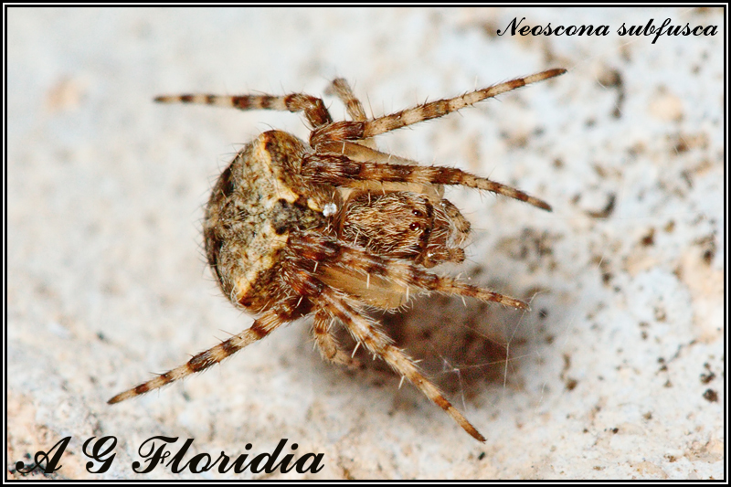 Neoscona subfusca - juvenile 