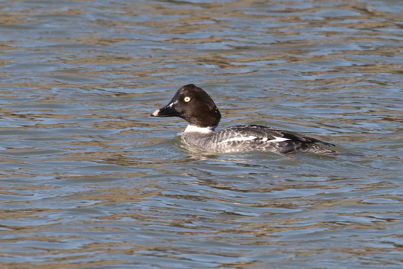 Common Goldeneye, female