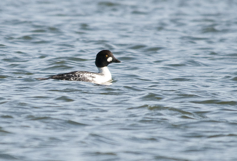 Common Goldeneye, juvenile