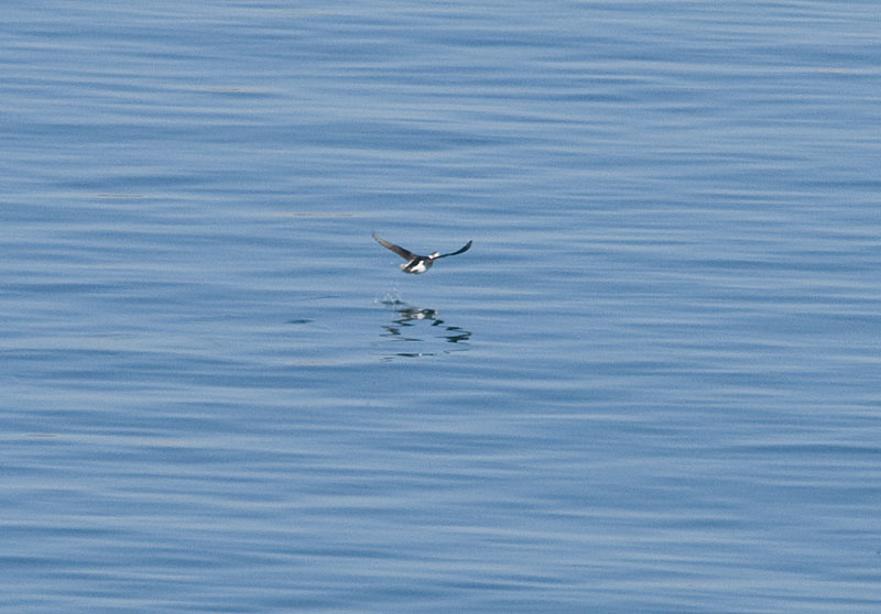 Long-tailed Duck
