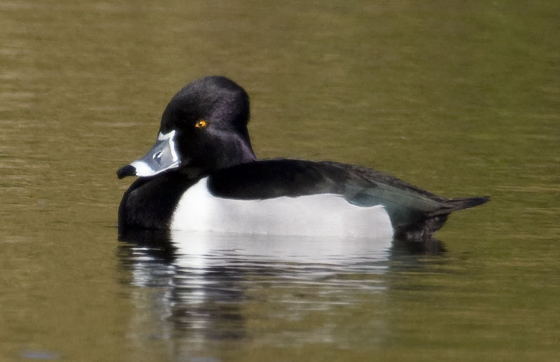 Ring-necked Duck