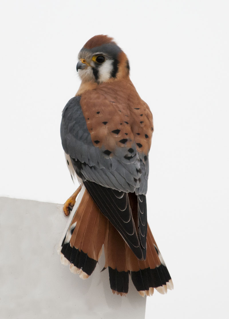 American Kestrel