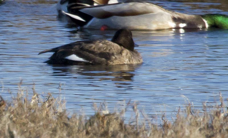 White-winged Scoter